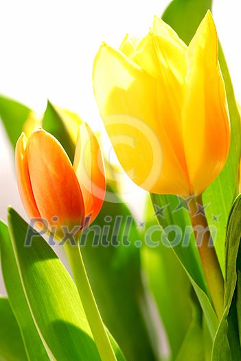Close up on fresh backlit tulips on white background Close up on fresh backlit tulips on white background