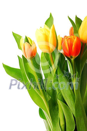 Close up on fresh tulips bouquet on white background