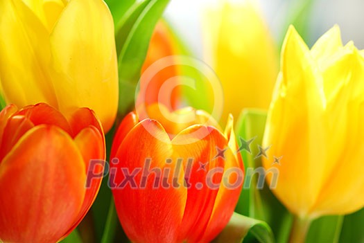 Close up on fresh tulips bouquet in warm sunlight Close up on fresh tulips bouquet in warm sunlight