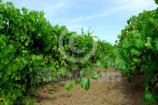 Vineyard with green vines Vineyard with green vines