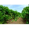 Vineyard with green vines