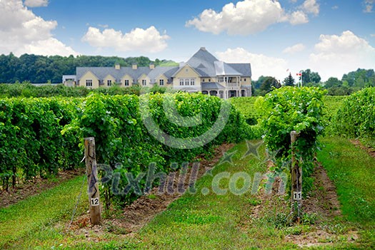Vineyard and winery Vineyard and winery