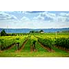 Rows of grape vines in a field