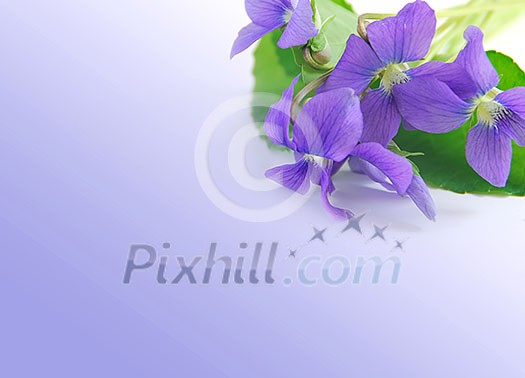 Spring border with white copy space and violet bouquet Spring border with white copy space and violet bouquet