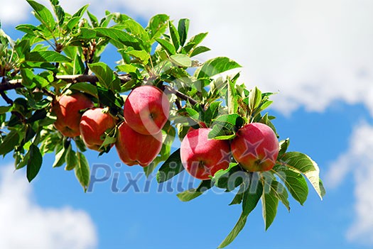 Red ripe apples on apple tree branch, blue sky background