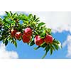 Red ripe apples on apple tree branch, blue sky background