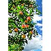 Red ripe apples on apple tree, blue sky background