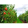 Apple orchard with red ripe apples on the trees