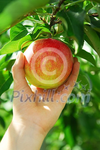 Closeup on a hand picking a red apple from an apple tree