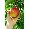 Closeup on a hand picking a red apple from an apple tree