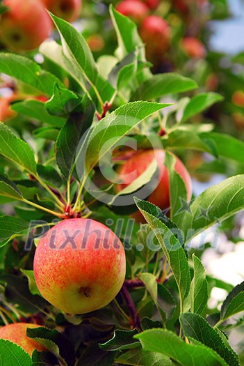 Ripe red apples on a apple tree branch in an orchard