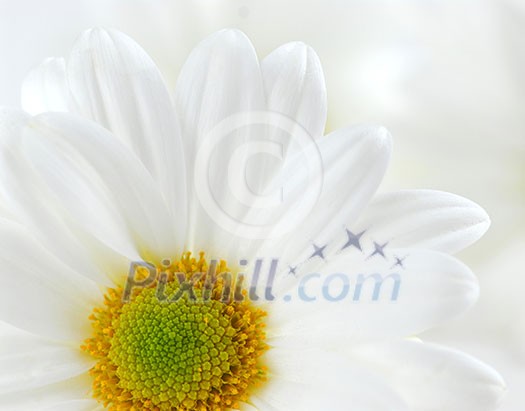 Macro image of several white daisies flowers
