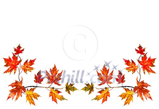 Bottom border with red fall maple leaves Bottom border with red fall maple leaves