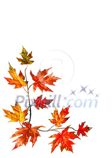 Autumn background with red fall maple leaves