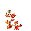 Autumn background with red fall maple leaves