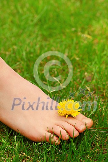 Closeup on young girl's bare foot in green grass with a dandelion