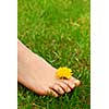 Closeup on young girl's bare foot in green grass with a dandelion
