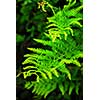 Closeup on green leaves of a fern growing in woodland