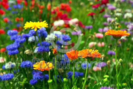 Background of colorful mixed flowers growing in a garden