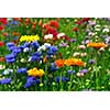 Background of colorful mixed flowers growing in a garden
