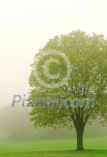 Spring lush green tree in a fog