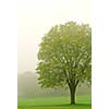 Spring lush green tree in a fog