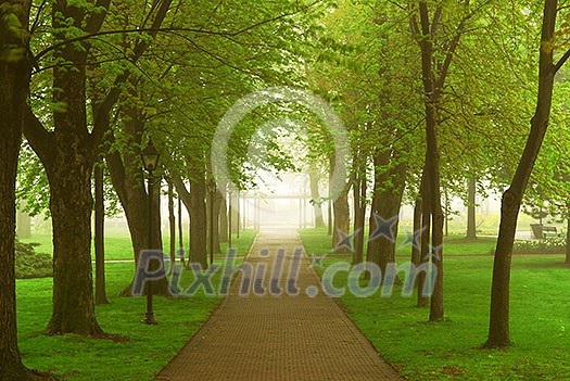 Path in a green foggy park in the spring Path in a green foggy park in the spring