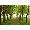 Path in a green foggy park in the spring