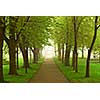 Path in a green foggy park in the spring