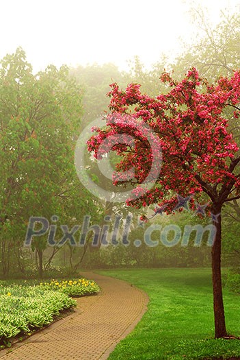 Path in a green foggy park in the spring with blooming apple tree Path in a green foggy park in the spring with blooming apple tree