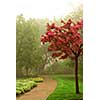 Path in a green foggy park in the spring with blooming apple tree