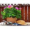 Pot of geraniums flowers with gardening tools