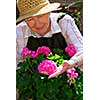 Senior woman with a pot of geranuim flowers in her garden, focus on hand and flowers