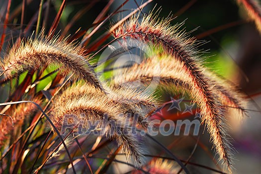 Closeup on grass ears backlit by sunshine