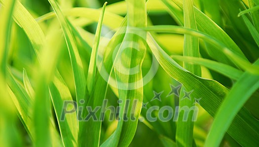 Background of green plant leaves backlit by sun Background of green plant leaves backlit by sun