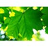 Background of green maple leaves backlit by afternoon sun