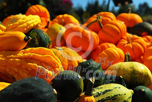 Ornamental pumpkins on farmers market in the fall