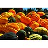 Ornamental pumpkins on farmers market in the fall