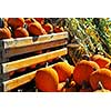 Orange pumpkins in wooden crate and dry corn at farmers market in the fall
