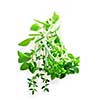 Bunch of fresh assorted herbs on white background (basil, thyme, oregano, rosemary)