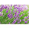 Botanical background of blooming purple lavender herb