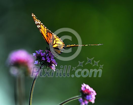 Monarch butterfly sitting on a flower backlit by sunlight Monarch butterfly sitting on a flower backlit by sunlight