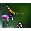 Monarch butterfly sitting on a flower backlit by sunlight