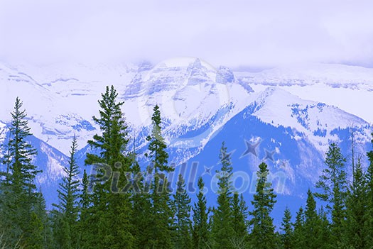 Landscape of high snowy mountains with evegreen trees