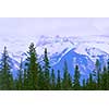 Landscape of high snowy mountains with evegreen trees