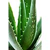 Green leaves of aloe plant close up