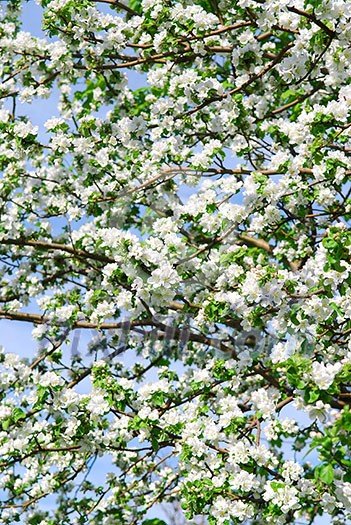 Abundant white blossom of an apple tree in the spring orchard