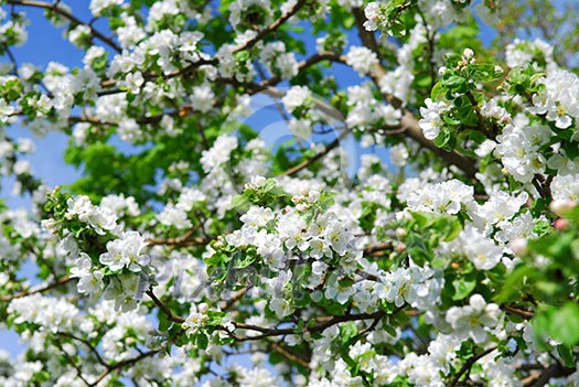 Abundant white blossom of an apple tree in a spring orchard