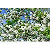 Abundant white blossom of an apple tree in a spring orchard