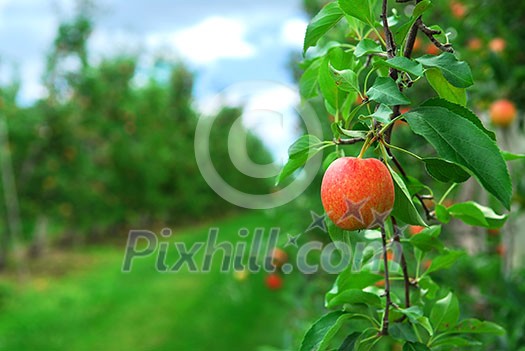 Red ripe apples on apple trees branches in the orchard Red ripe apples on apple trees branches in the orchard